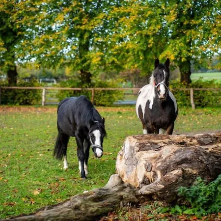 Feriengut Gaarz - Stellmacherei 27 Gohl